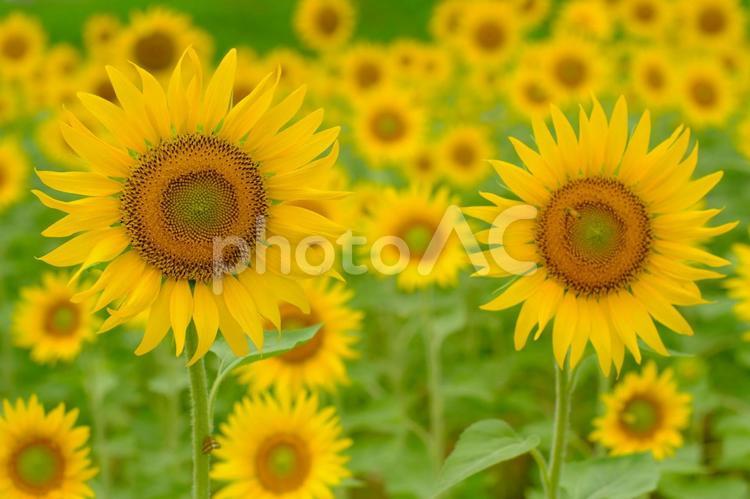 夏の満開の可愛いひまわり畑 ひまわり,ヒマワリ,向日葵の写真素材