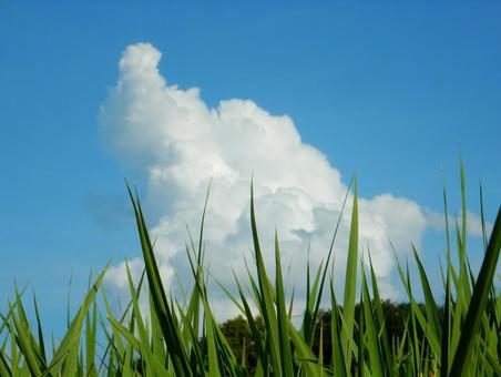 【風景写真】秋空 【風景写真】秋空 秋空,空,雲の写真素材