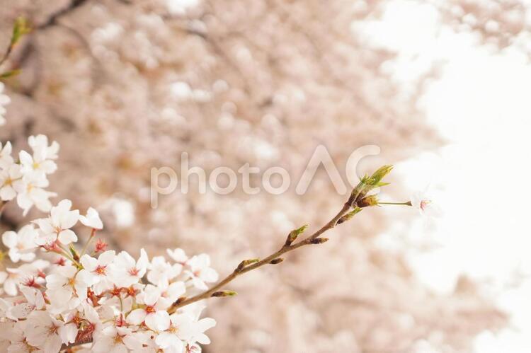 桜の木の下で 花,桜,春の写真素材