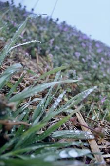 雨の草 雨の草の写真