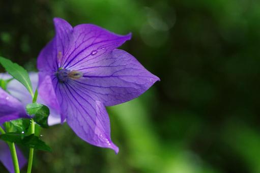 桔梗 キキョウ 紫の花 星型の花 桔梗 キキョウ 紫の花 星型の花 桔梗,キキョウ,紫の花の写真素材