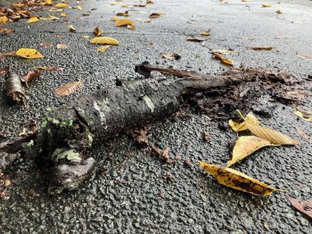 雨に濡れて腐敗した木の枝 雨に濡れて腐敗した木の枝の写真