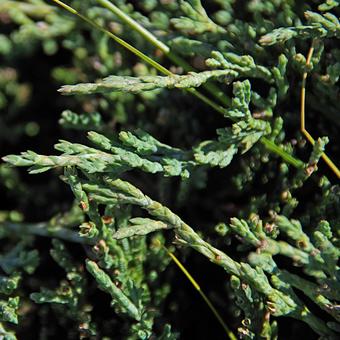 アメリカハイネズ バー・ハーバー アメリカハイネズ,亜米利加這杜松,バーの写真素材