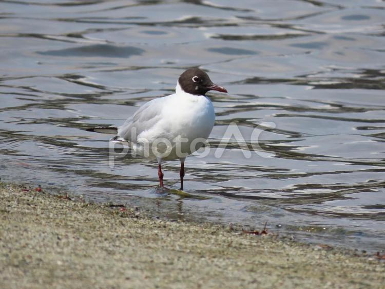 ユリカモメ(夏羽) 鳥,自然,鳥類の写真素材