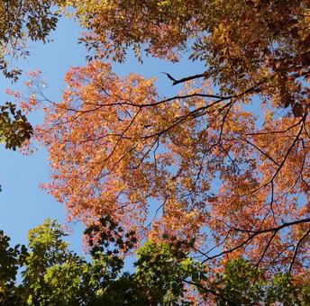 紅葉 紅葉,空,秋の空の写真素材