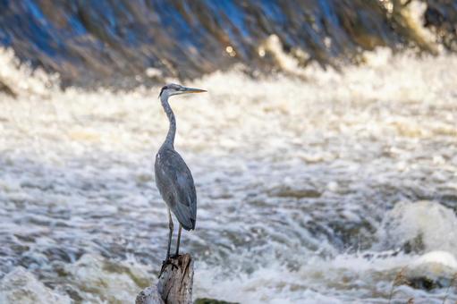アオサギ(24) 鳥,野鳥,アオサギの写真素材