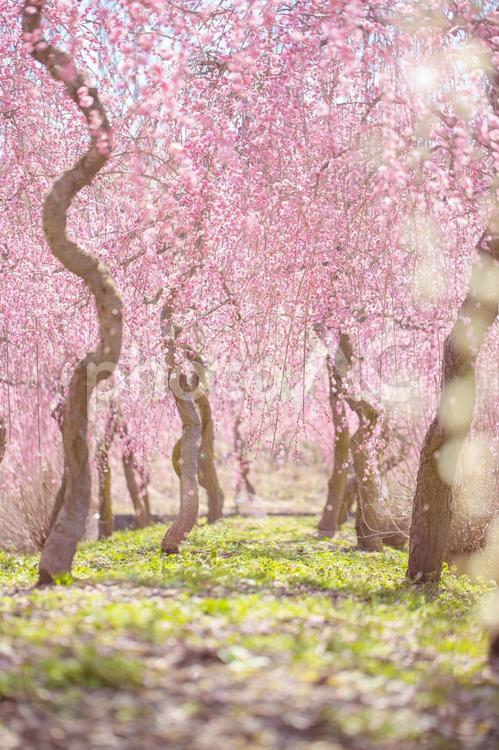 ピンクの梅林　縦 枝垂れ梅,春,早春の写真素材