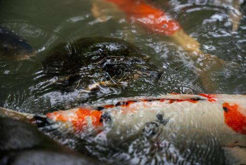 水面の賑わい：亀と錦鯉 亀,錦鯉,鯉の写真素材