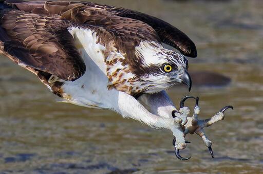 ダイブするミサゴのクローズアップ ミサゴ,鶚,ウオタカの写真素材