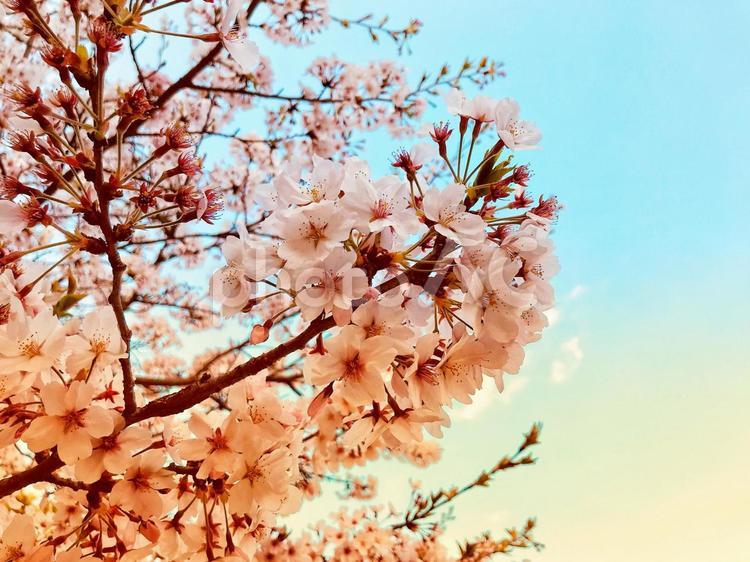 夕暮れの桜 桜,花,夕暮れの写真素材