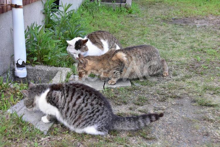 おやつを食べに来た地域ねこちゃん  ねこ,ネコ,猫の写真素材
