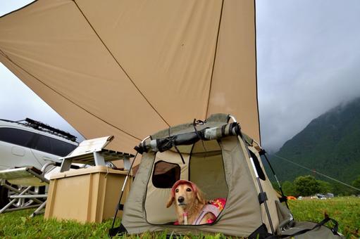 愛犬と車でキャンプ 愛犬と車でキャンプ 風景,キャンプ,カーサイドの写真素材
