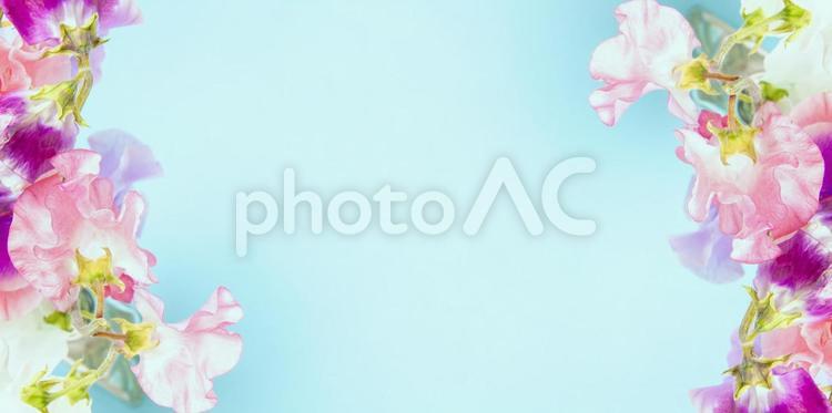 エレガントなイメージの花柄素材 花,ピンク,スイートピーの写真素材