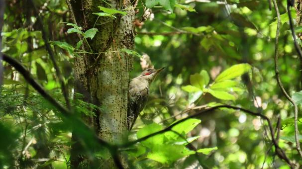 Photo, wild bird, birdie, bird, 