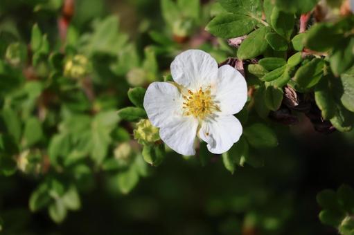 白い花びらの可愛いクロバイの花のアップ 白い花びらの可愛いクロバイの花のアップ 白い,花びら,可愛いの写真素材
