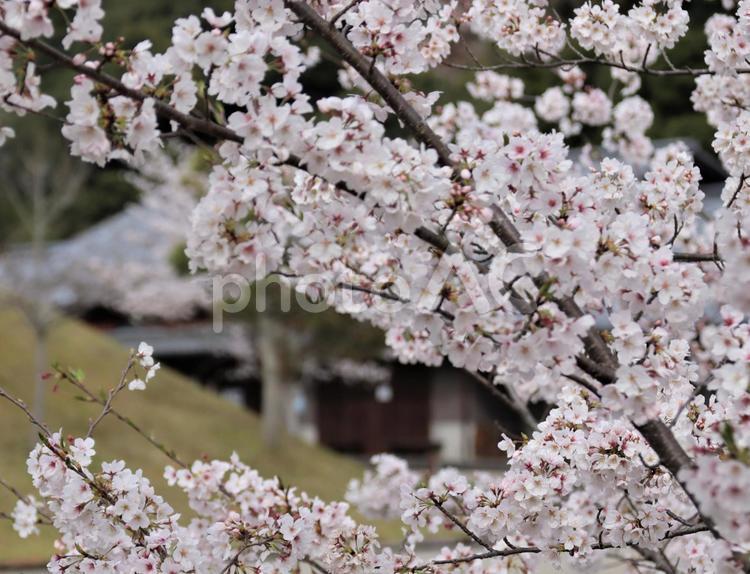 里山の春の訪れ 桜,サクラの花,春の写真素材