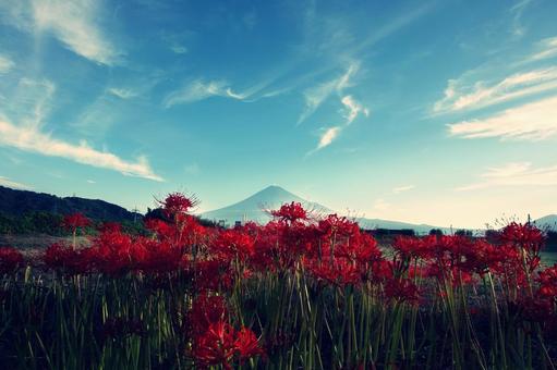 赤い彼岸花と富士山 赤い彼岸花と富士山の写真