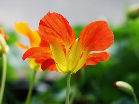 Photo, a flower, spring, summer, and fall, orange, 