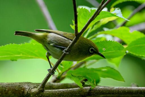 メジロ メジロ,鳥,生き物の写真素材