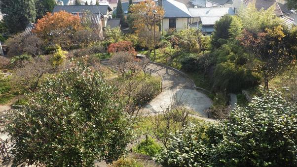岡本梅林公園 岡本梅林公園,木,樹木の写真素材