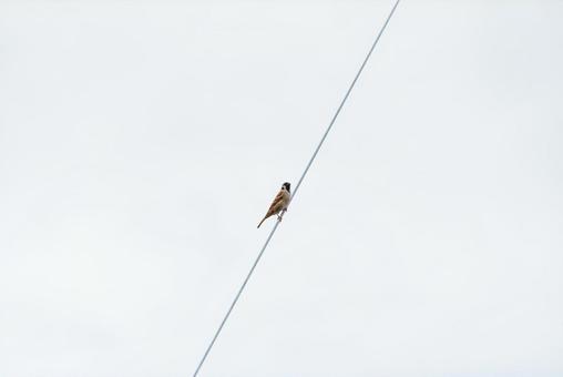 A sparrow perched on a power line looking around, JPG