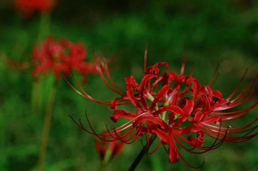 Cluster amaryllis Red spider lily, JPG