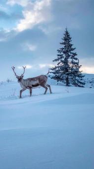 クリスマスのモミの木 トナカイ 一頭 クリスマスのモミの木 トナカイ 一頭の写真