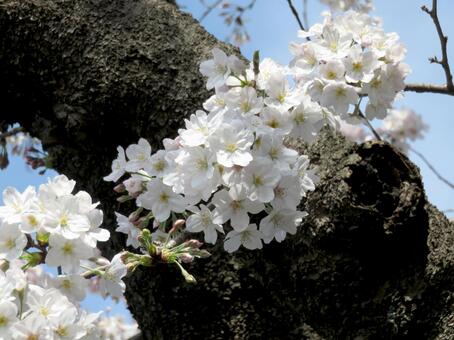 Somei Yoshino cherry blossoms blooming from the trunks of the trees, JPG Somei Yoshino cherry blossoms blooming from the trunks of the trees, JPG
