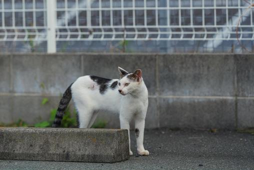 一点をじーっと見つめる牛柄猫 一点をじーっと見つめる牛柄猫の写真