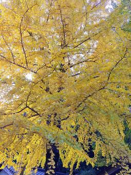 銀杏の紅葉 銀杏の紅葉 紅葉,銀杏,木の写真素材