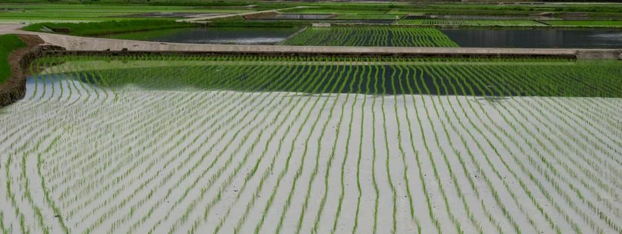 田植えの後の田んぼ 田植え,田んぼ,稲作の写真素材