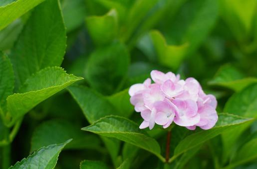 Pale pink hydrangeas that stand out against the greenery, JPG