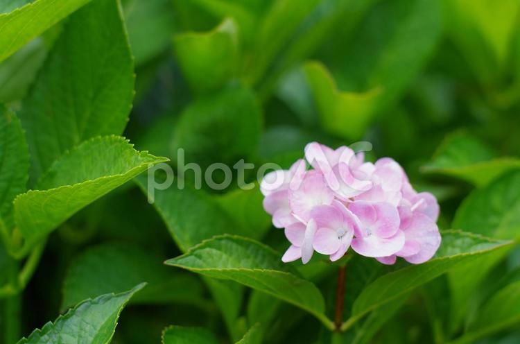 緑に映える淡いピンクの紫陽花 紫陽花,アジサイ,花の写真素材