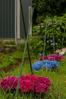 Photo, kaisei hydrangea village, hydrangea, flower, 