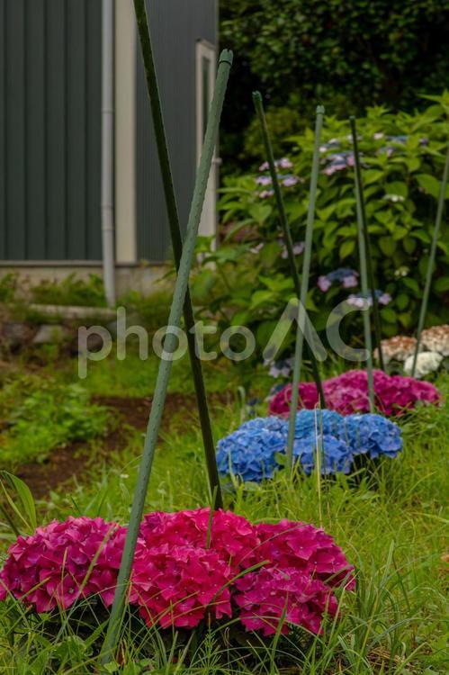 開成あじさいの里 開成あじさいの里,あじさい,紫陽花の写真素材