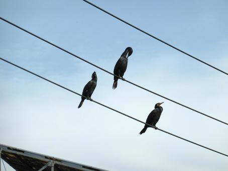 街中の電線に止まる3羽のカワウ カワウ,鳥,野鳥の写真素材