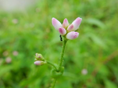 【花の写真】ミゾソバ(溝蕎麦) 【花の写真】ミゾソバ(溝蕎麦)の写真