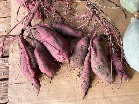 採れたてのサツマイモ 採れたてのサツマイモ サツマイモ,野菜,採れたての写真素材