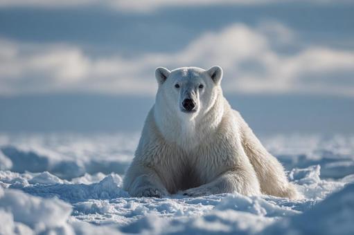 北極の氷上で休むホッキョクグマの姿の写真
