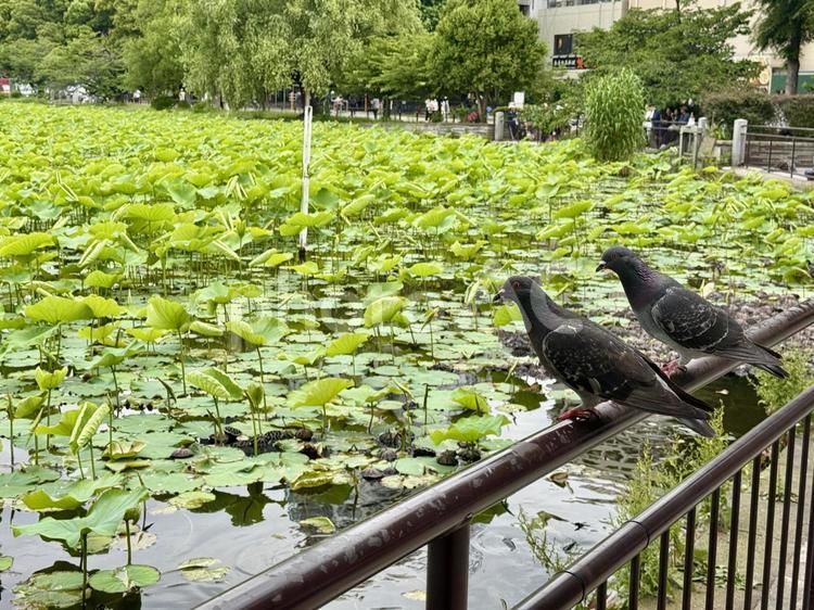 茂った蓮　不忍池　鳩二匹 鳩,鳥,バードウォッチングの写真素材