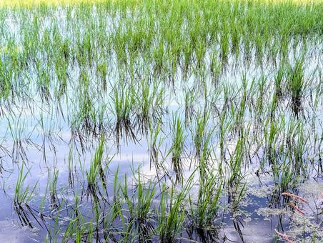 Photo, field, paddy field, rice planting, 