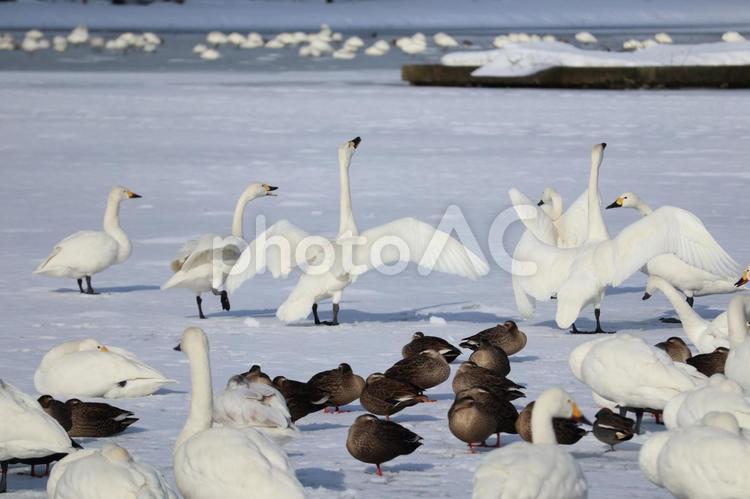 氷の上に群がる白鳥 白鳥,鳥,群れの写真素材