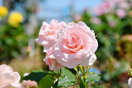 薔薇 ブライダルピンク 薔薇 ブライダルピンク 薔薇,ブライダルピンク,ピンクの写真素材