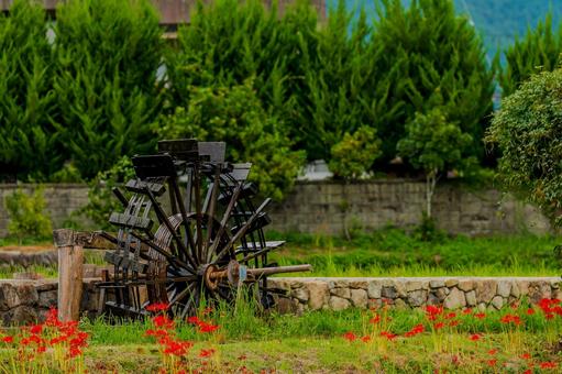 秋の田園に咲き誇る彼岸花と水車のある風景 秋の田園に咲き誇る彼岸花と水車のある風景 彼岸花,曼珠沙華,水車の写真素材