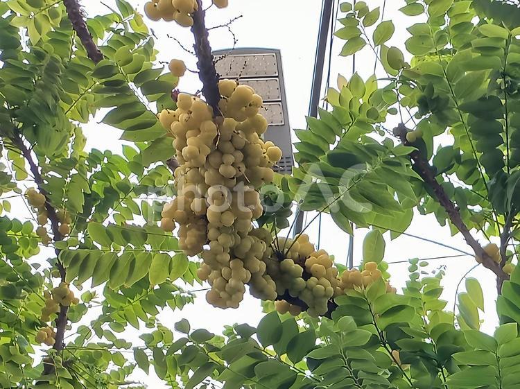 たわわに実った黄色いアメダマノキの実 アメダマノキ,グーズベリー,黄色の写真素材