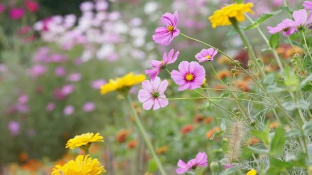 コスモス-238 コスモス,ピンク,ショッキングピンクの写真素材