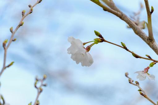 咲き始めの白い桜の花 咲き始めの白い桜の花の写真