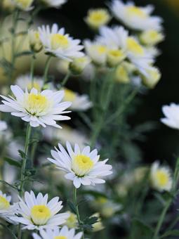 菊 菊 菊,菊の花,キクの写真素材