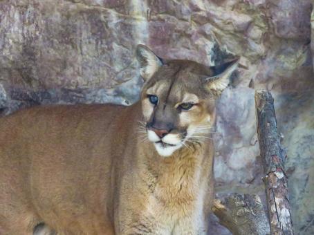 精悍な顔立ちのピューマの写真