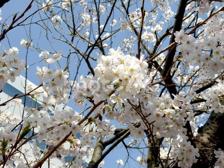 3月下旬、開花が進む住宅地の桜の木 サクラ,花,木の写真素材